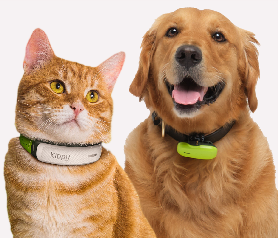 CAT & Dog