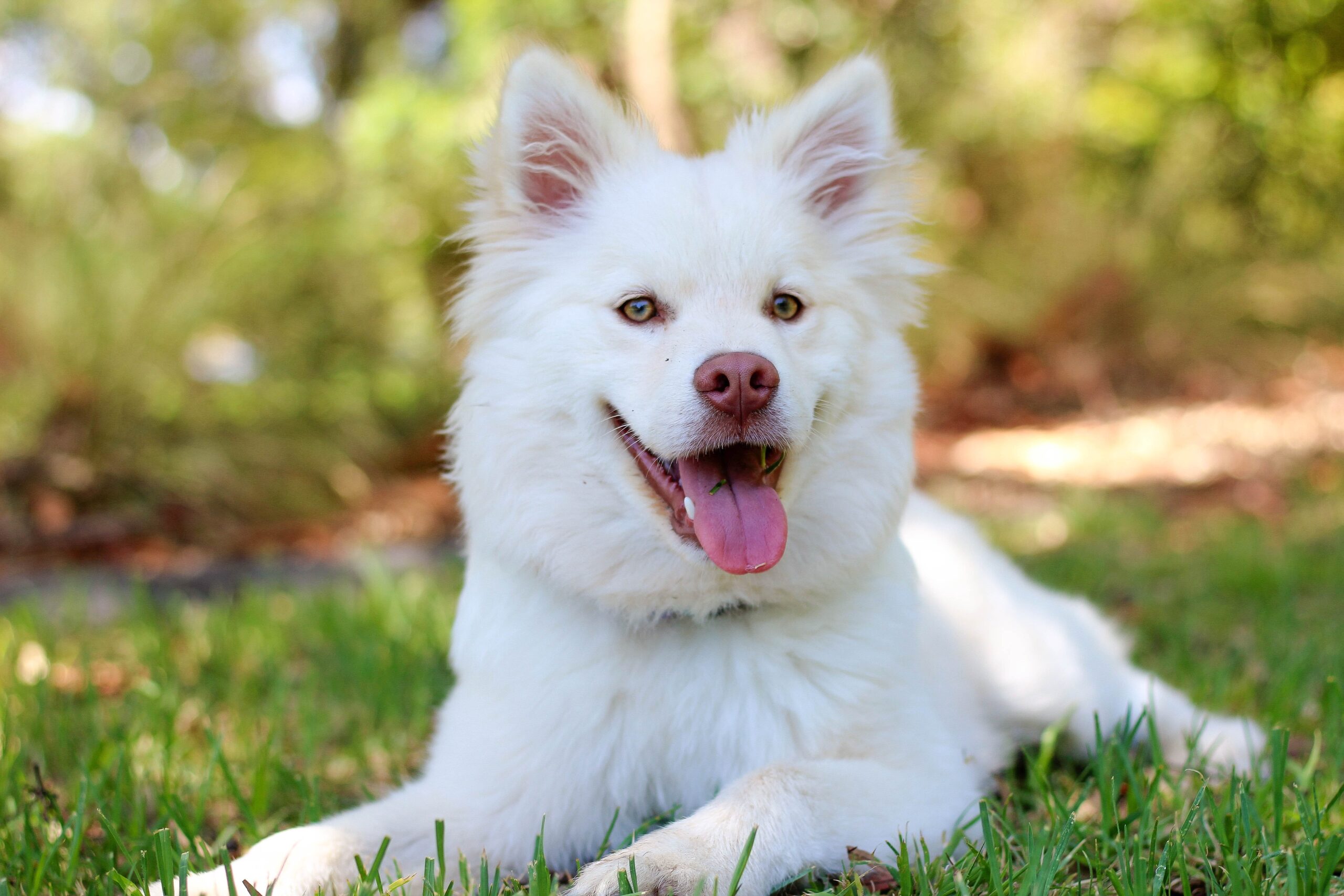 Chaleur, Poils et Coussinets au Soleil: Conseils pour Protéger Vos Animaux Cet Été