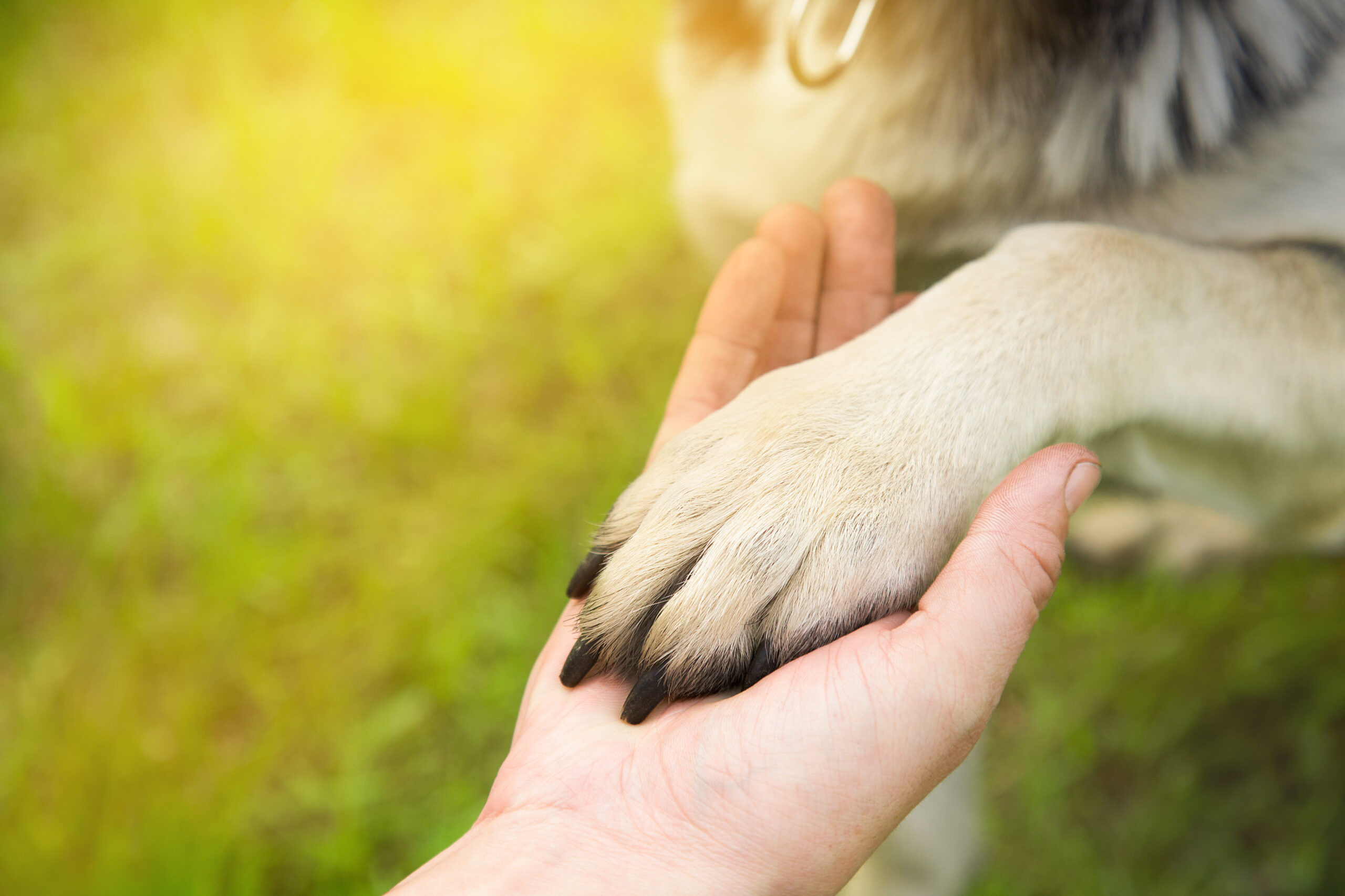 4 Façons dont Votre Animal de Compagnie Booste Votre Bien-Être au Quotidien