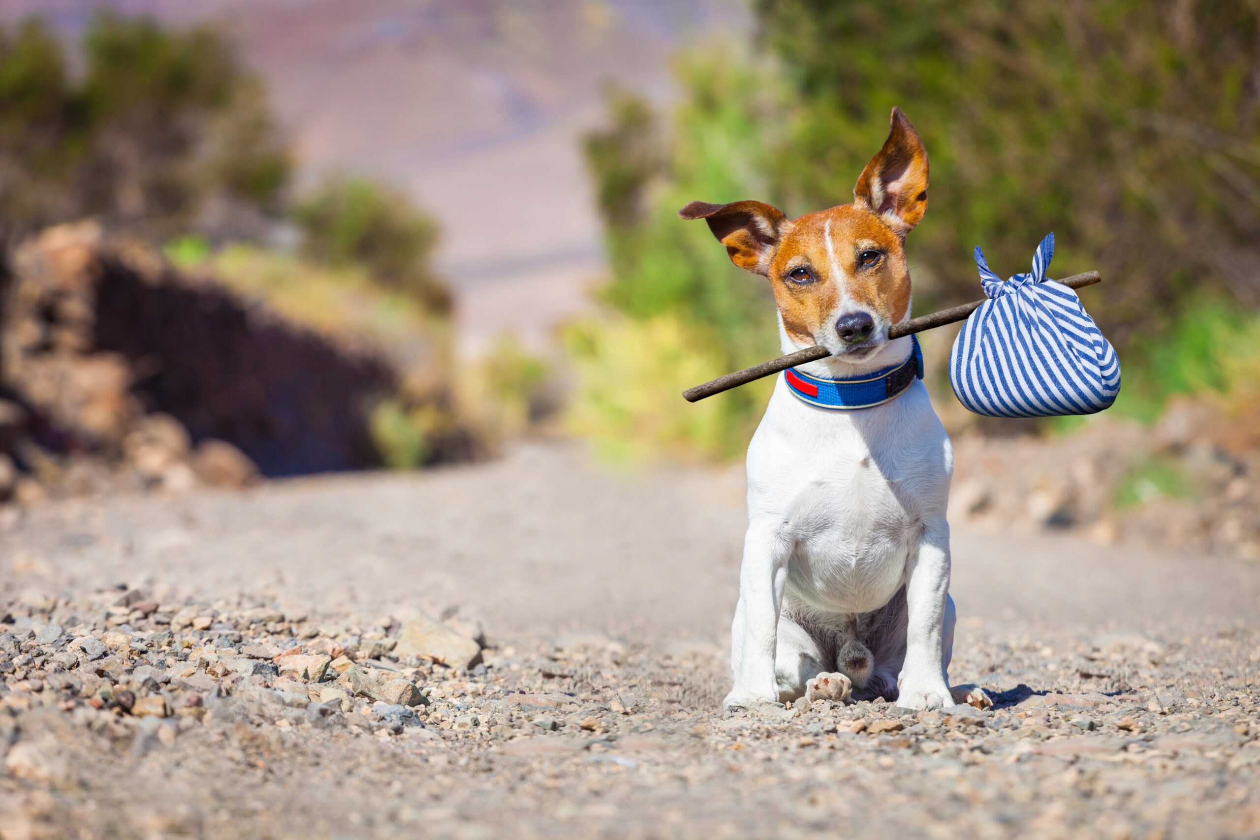 Décrypter le langage corporel de votre chien: Un voyage fascinant dans l’univers canin!