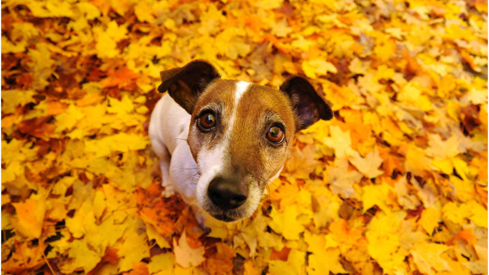 7 dangers de l’automne pour votre chien ou votre chat