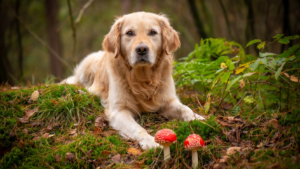 Chien reniflant des champignons et des glands lors d’une promenade en automne