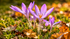 Colchique d’automne, plante toxique pour les chiens et les chats